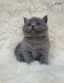 British shorthair kittens ready 