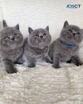 British Shorthair