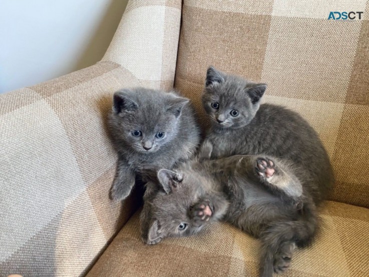  Russian Blue Kittens