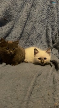 Female Ragdoll X Kitten 