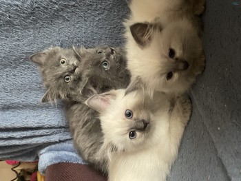 Female Ragdoll X Kitten 