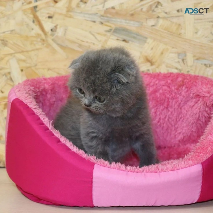 Scottish Fold kittens for sale