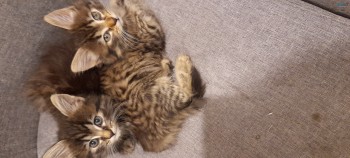 Kittens 2 girls