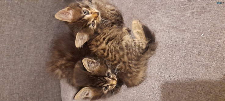 Kittens 2 girls