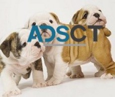 English Bulldog Puppies Available