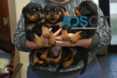 Rottweiler puppies