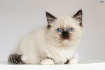 PEDIGREE RAGDOLL KITTEN 