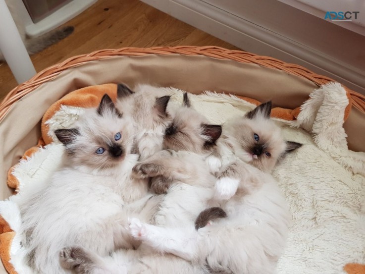 Lovely Ragdolls kiitens for sale