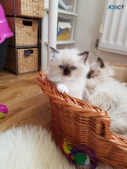 Lovely Ragdolls kiitens for sale