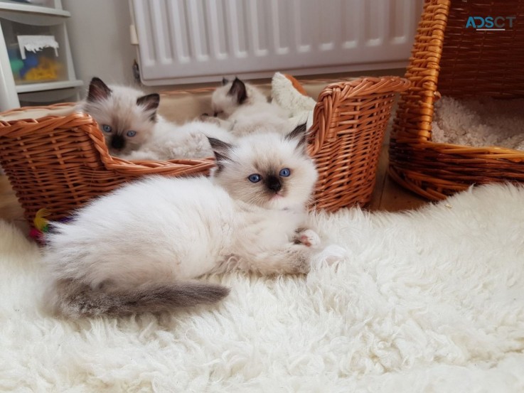 Lovely Ragdolls kiitens for sale