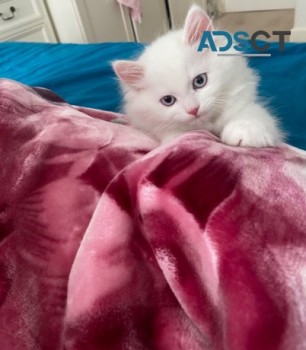 Persian kittens Available