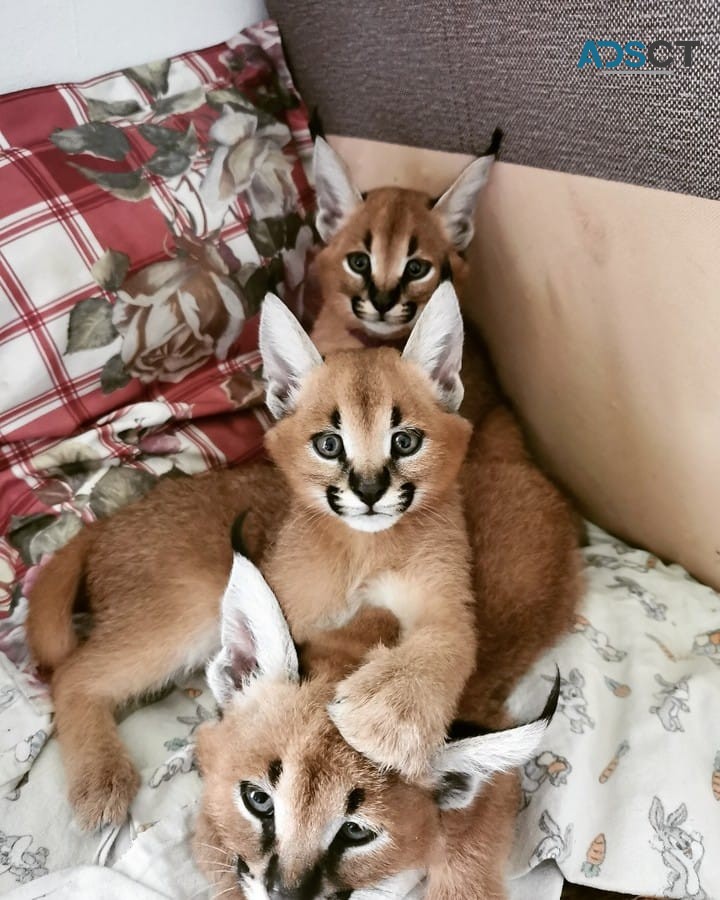 caracal and savannah kittens 