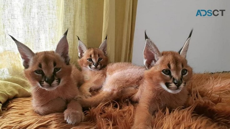 caracal and savannah kittens 