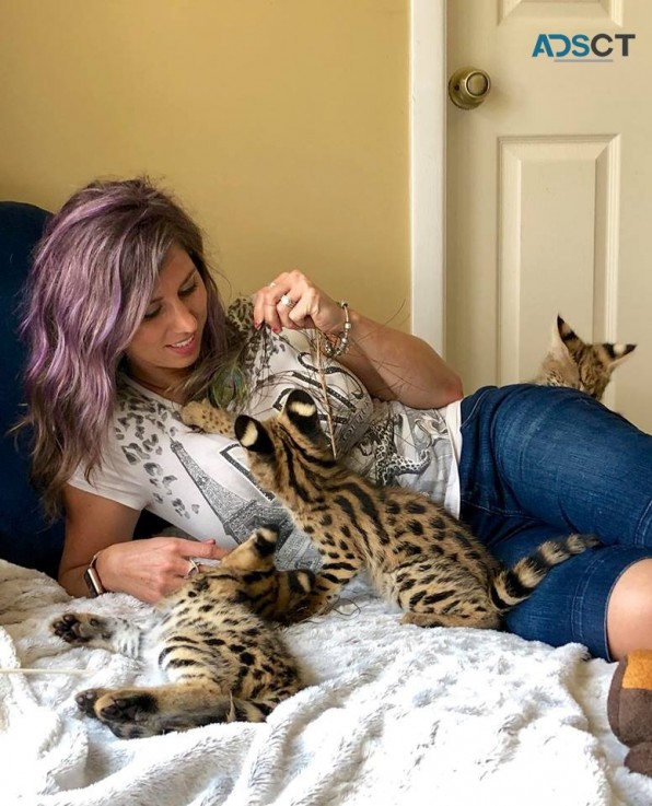 caracal and savannah kittens 