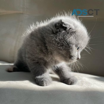 Scottish fold kitten available