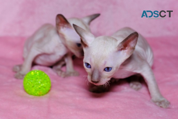 Cornish Rex PureBred