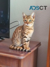 Toyger Purebred