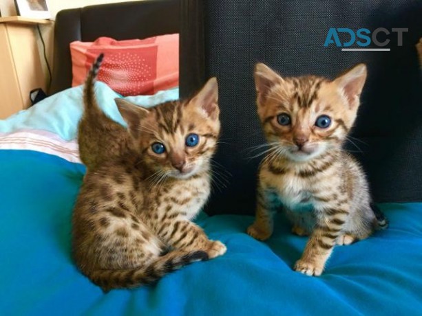 Bengal kittens