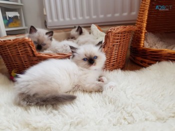 Lovely ragdoll kittens for sale