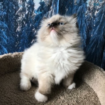 Lovely ragdoll kittens for sale