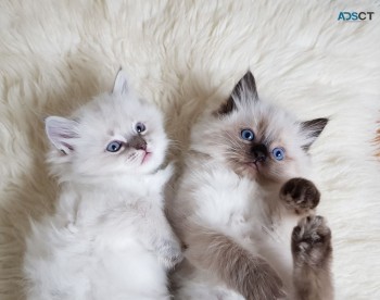 Lovely ragdoll kittens for sale