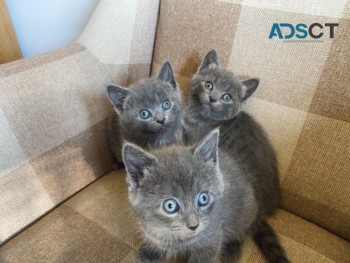 Russian Blue kittens 