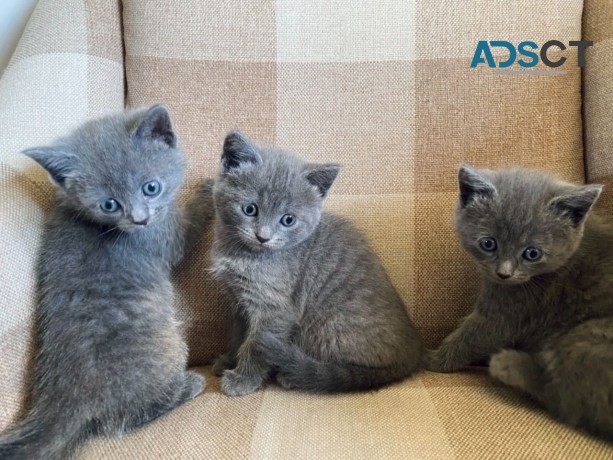 Russian Blue kittens 