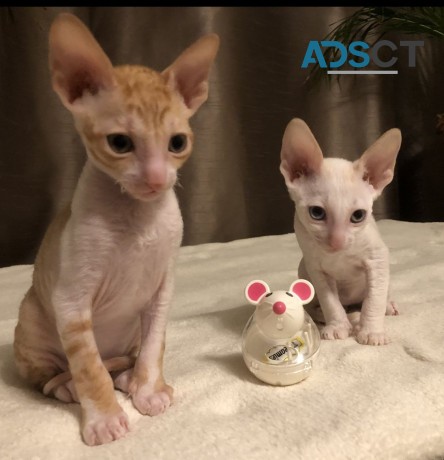 Cornish Rex Kittens Available