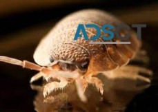 Bed Bug Control Adelaide