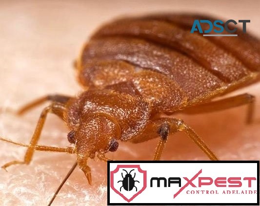 Bed Bug Control Adelaide