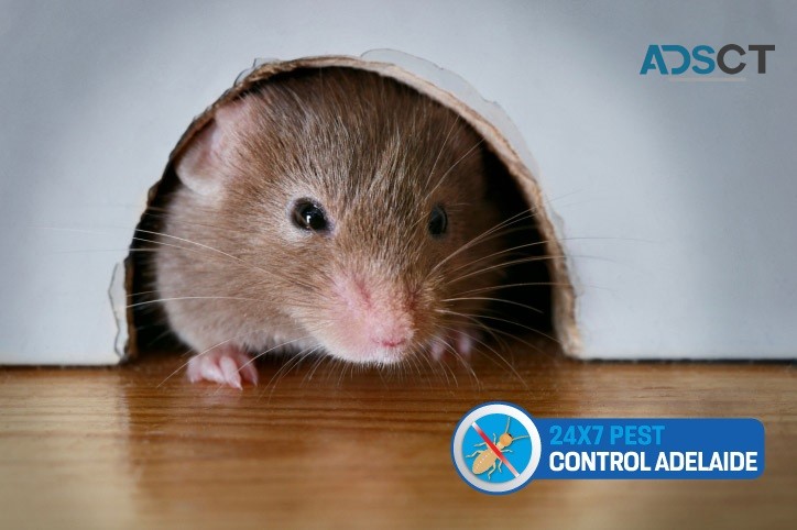 Rodent Control Adelaide