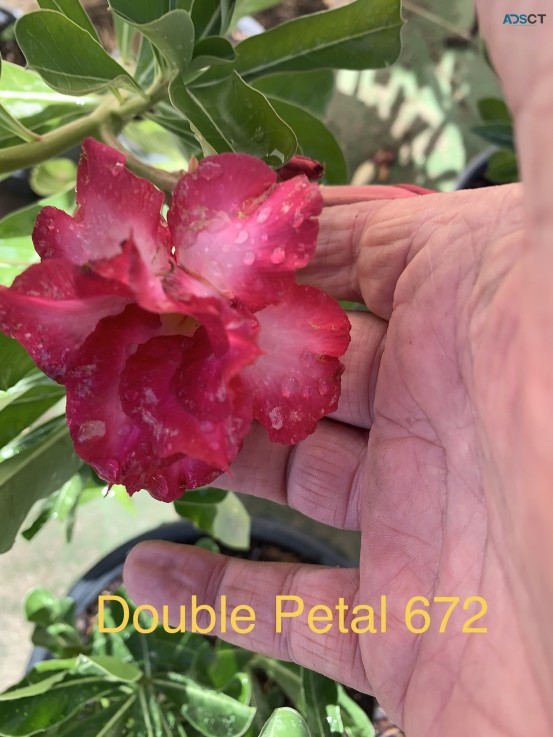 Desert Rose seeds 