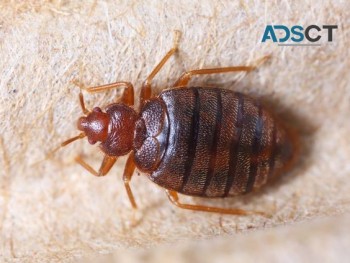 Bed Bug Control Adelaide