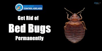 Bed Bug Control Adelaide