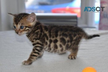 BEAUTIFUL BENGAL KITTENS ..... 4 GORGEOU