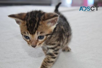 BEAUTIFUL BENGAL KITTENS ..... 4 GORGEOU