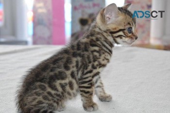 BEAUTIFUL BENGAL KITTENS ..... 4 GORGEOU