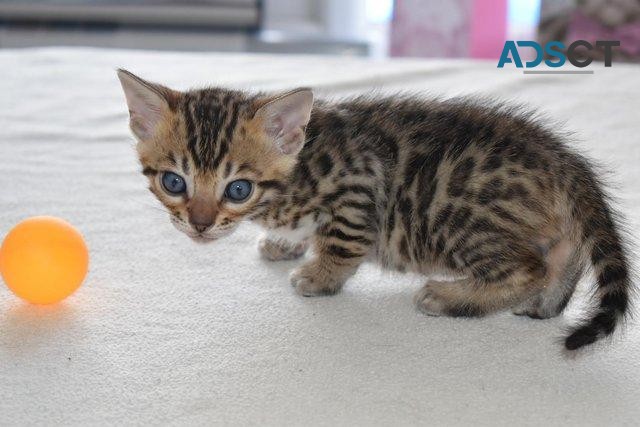 BEAUTIFUL BENGAL KITTENS ..... 4 GORGEOU