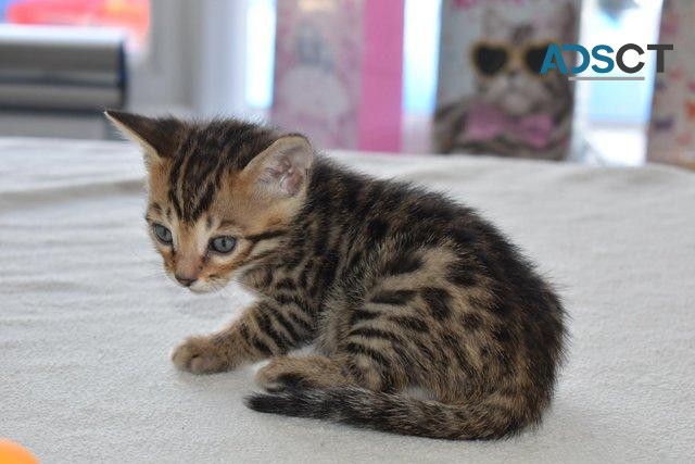 BEAUTIFUL BENGAL KITTENS ..... 4 GORGEOU