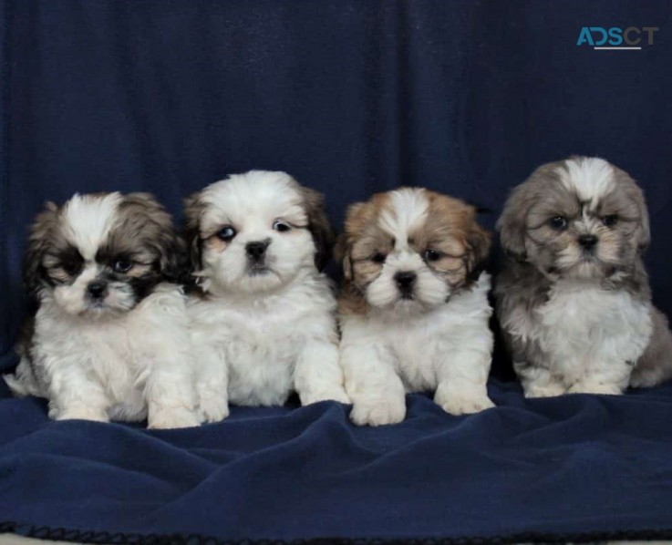 Shih Tzu puppies for sale