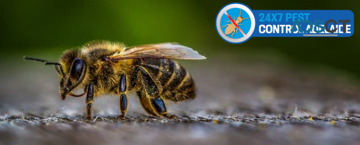 Bee Removal Adelaide