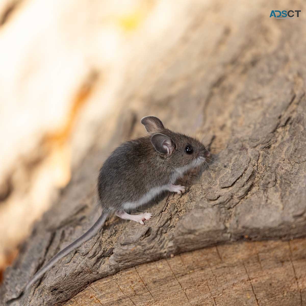 Rodent Control Hobart