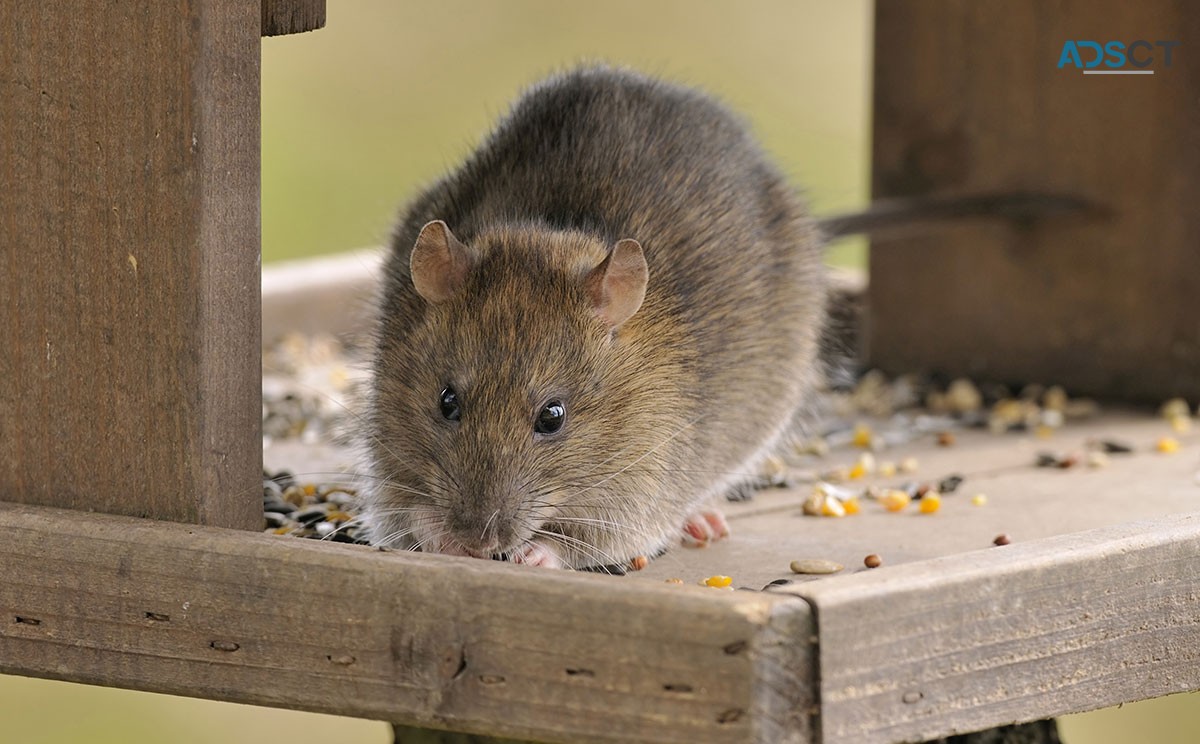 Rodent Control Hobart