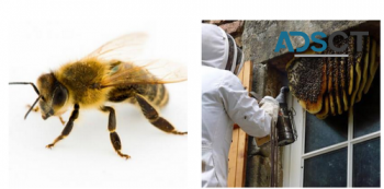 Bee Removal Brisbane