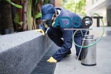 Bee Removal Brisbane