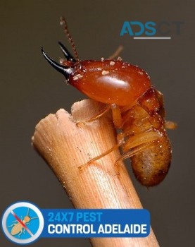 Termite Control Adelaide