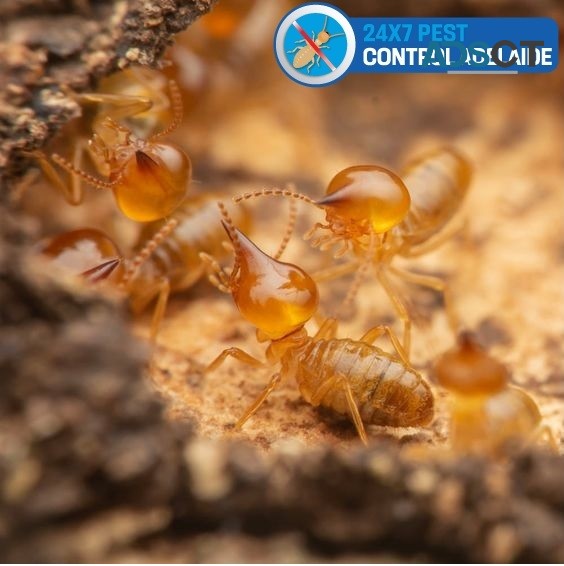 Termite Control Adelaide