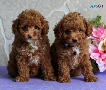 Toy Poodle puppies for sale