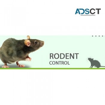 Rodent Control Perth