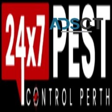 Spider Control Perth